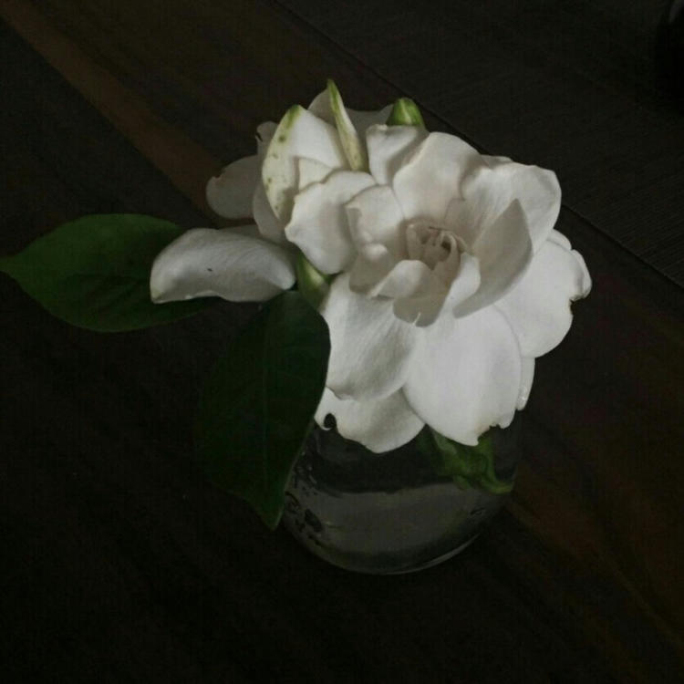 永野芽郁（饰 三条燕） - 动作大片蓝光在线观看 - APP直播